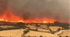 Wildfire